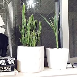 ダイソー セレウスのインテリア実例 Roomclip ルームクリップ