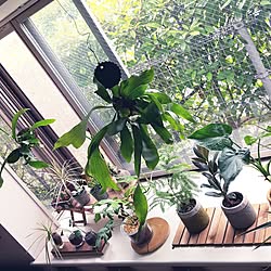 日替わり投稿企画!木曜日/コウモリラン苔玉/多肉植物/エアプランツ/観葉植物...などのインテリア実例 - 2017-07-20 11:31:43
