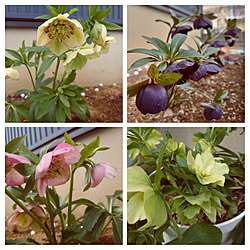 イラスト手書き カーズ 机 男の子と暮らす 絵を描くのが好き などのインテリア実例 17 06 12 07 08 42 Roomclip ルームクリップ