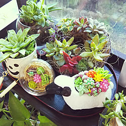 棚/コメントお気遣いなく♡/見てくれてありがとうございます♥/CoffeeHouseちゃんの多肉粘土/CoffeeHouseちゃんありがとう!...などのインテリア実例 - 2019-01-25 17:39:10