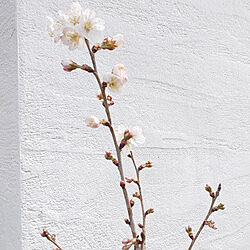 壁/天井/サクランボ/漆喰壁/外壁/桜のインテリア実例 - 2022-03-26 19:16:10