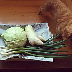 キッチン/Green onion/Radish/cabbage/ばあちゃん野菜...などのインテリア実例 - 2015-07-11 18:43:49