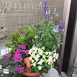 陶芸のワンちゃん/手作りの番犬(?)/寄せ植え/RCの出会いに感謝♡/いいね♡フォロー♡コメント♡感謝です!...などのインテリア実例 - 2019-06-06 09:23:16