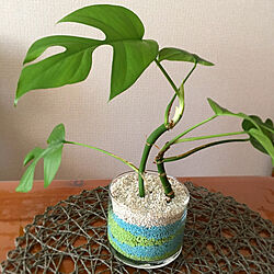 観葉植物 カラーゼオライトのインテリア実例 Roomclip ルームクリップ