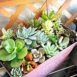 寄せ植え/一人暮らし/みどりのある暮らし/ナチュラル/観葉植物のある暮らし...などのインテリア実例 - 2019-05-28 23:26:30