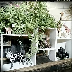棚/動物/男前とナチュラルMIX/男前/男前もナチュラルもどっちも好き...などのインテリア実例 - 2016-11-19 11:18:43
