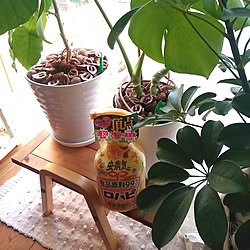 カポック 害虫対策のインテリア実例 Roomclip ルームクリップ