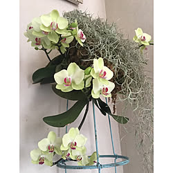 胡蝶蘭のハンキングのインテリア実例 Roomclip ルームクリップ