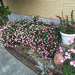 玄関/入り口/お花♡/マーガレット/ガーデン/お庭♡のインテリア実例 - 2016-05-19 21:05:08