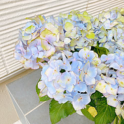 オレガノマルゲリータのインテリア実例 Roomclip ルームクリップ