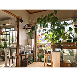 部屋全体/温室/賃貸/築20年/暮らし感...などのインテリア実例 - 2018-10-28 10:42:35