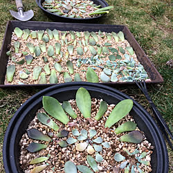 部屋全体/インテリアじゃなくてごめんなさい/一人暮らし/植物/ボタニカル...などのインテリア実例 - 2019-03-08 18:47:49