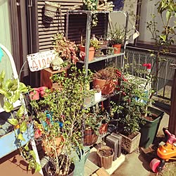 玄関/入り口/多肉植物/見せる収納に憧れる/☆男前ジャングル化計画☆/観葉植物...などのインテリア実例 - 2015-10-15 11:50:16