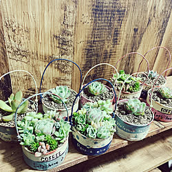リメ缶/観葉植物/インスタ→lovekuma_emily/にしぐちフェス/DIY...などのインテリア実例 - 2019-03-27 21:31:49