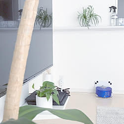 ダイソンお掃除ロボット/新商品/暑さ対策/観葉植物/お気に入り...などのインテリア実例 - 2019-08-08 19:22:08