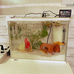 和金/水槽のある部屋/水槽/水槽♡/息子コーナー...などのインテリア実例 - 2020-08-29 11:04:29