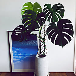 大きな観葉植物/モンステラ仕立て直し/モンステラ/グリーンのある暮らし/いつもいいねやコメありがとうございます♡...などのインテリア実例 - 2020-10-10 11:08:32