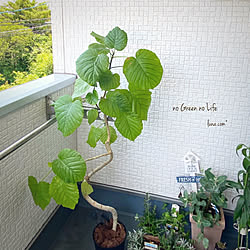 ウンベラータ/ロハピ/アースガーデン/害虫対策/植物のある暮らし...などのインテリア実例 - 2020-06-23 17:26:03