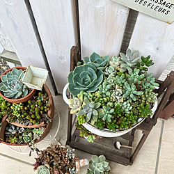 多肉植物 ブロークンポットガーデンのインテリア実例 Roomclip ルームクリップ 多肉植物 ブロークンポットガーデンのインテリア実例 Roomclip ルームクリップ