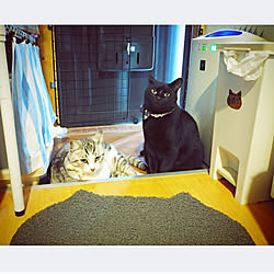 玄関 入り口 芳香剤 消臭剤を使わない暮らし 猫カフェ風 猫ばかりですみません ねこのいる日常 などのインテリア実例 04 03 06 29 30 Roomclip ルームクリップ