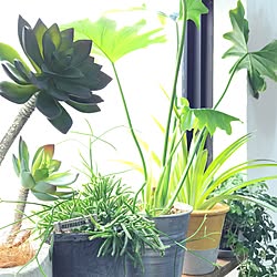 机/植物/関西好きやねん会/ZOO会♡/中古住宅...などのインテリア実例 - 2016-06-09 10:08:01