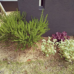 ヘリクリサムペティオラレのインテリア実例 Roomclip ルームクリップ