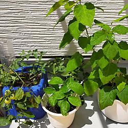 ハカラメのインテリア実例 Roomclip ルームクリップ