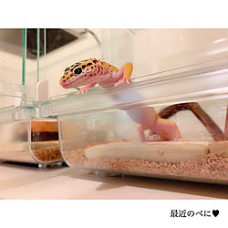 愛用品→楽天roomに載せています/シンプルインテリア/Francfranc/キャンドゥ/子供のいる暮らし...などのインテリア実例 - 2020-07-10 15:32:52