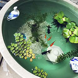 金魚 睡蓮鉢のインテリア実例 Roomclip ルームクリップ 金魚 睡蓮鉢のインテリア実例 Roomclip ルームクリップ