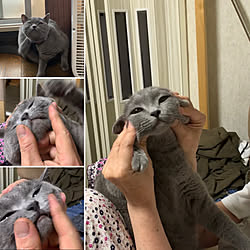いい迷惑、、、/被り物NG/毎朝、人間(家族)を見てパニック!/ロシアンブルーマッサージ/ロシアンブルー...などのインテリア実例 - 2019-09-21 22:11:15
