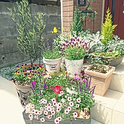 寄せ植え コニファーのインテリア実例 Roomclip ルームクリップ