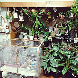 観葉植物冬越しのインテリア実例 Roomclip ルームクリップ 観葉植物冬越しのインテリア実例 Roomclip ルームクリップ