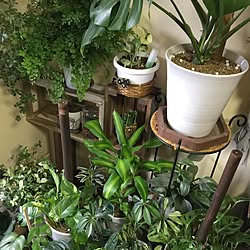リビング/ありがとう/賃貸でも楽しく♪/観葉植物のある暮らし/NO GREEN NO LIFE...などのインテリア実例 - 2017-06-24 17:22:30