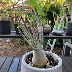 チャットチャックマーケット/植物市/旅/植物のある暮らし/コーヒー...などのインテリア実例 - 2019-09-17 07:45:22