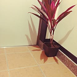 ドラセナ ミニ花壇のインテリア実例 Roomclip ルームクリップ