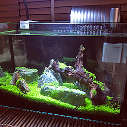 Ada ネイチャーアクアリウムのインテリア実例 Roomclip ルームクリップ