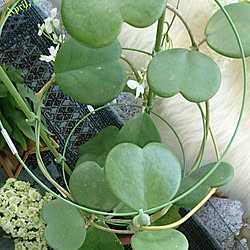 多肉植物 ハートホヤのインテリア実例 Roomclip ルームクリップ 多肉植物 ハートホヤのインテリア実例 Roomclip ルームクリップ