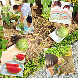 家庭菜園初心者/家庭菜園スイカ/家庭菜園/小玉スイカ収穫♡/小玉スイカ...などのインテリア実例 - 2020-07-17 18:53:08