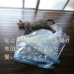 布団圧縮袋を噛みました(^◇^;)/布団圧縮袋/猫と暮らす/アンティークという名の猫/ヒョウ柄猫...などのインテリア実例 - 2018-07-01 18:13:05