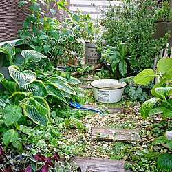 日陰でも育つ植物 のインテリア実例 Roomclip ルームクリップ