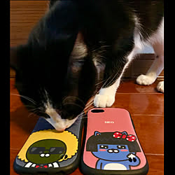 カカオフレンズのインテリア実例 Roomclip ルームクリップ カカオフレンズのインテリア実例 Roomclip ルームクリップ