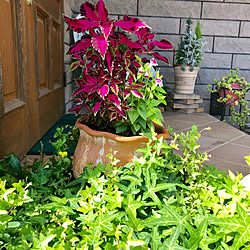 テラコッタ 寄植えのインテリア実例 Roomclip ルームクリップ