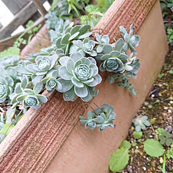 多肉植物 雑草だらけのインテリア実例 Roomclip ルームクリップ 多肉植物 雑草だらけのインテリア実例 Roomclip ルームクリップ