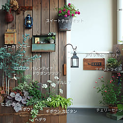 バス トイレ メキシカンオレンジブロッサム ガーデニング ハンドメイド 手作り などのインテリア実例 06 04 12 59 58 Roomclip ルームクリップ