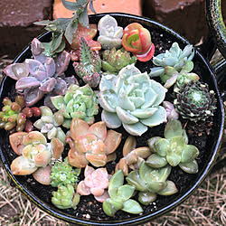 Diy ハンギング コウモリラン 植物のある暮らし ダイソー などのインテリア実例 05 09 15 58 54 Roomclip ルームクリップ Diy ハンギング コウモリラン 植物のある暮らし ダイソー などのインテリア実例 05 09 15 58 54 Roomclip ルームクリップ