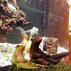 ビー玉 アクアリウムのインテリア実例 Roomclip ルームクリップ