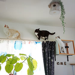 ベルメゾン壁掛け収納 ねこ部 ねこ 猫部 まるちゃん などのインテリア実例 19 07 01 00 01 45 Roomclip ルームクリップ