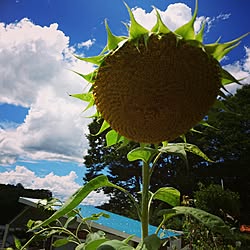 ひまわり植えました のインテリア実例 Roomclip ルームクリップ