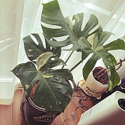 カインズホーム観葉植物 のインテリア実例 Roomclip ルームクリップ カインズホーム観葉植物 のインテリア実例 Roomclip ルームクリップ