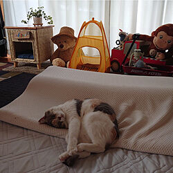 ベッド周り/癒し/猫と暮らす/古い家を楽しむ/築年数46年以上...などのインテリア実例 - 2022-06-23 07:59:05